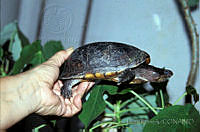 DK1148 Kinosternon leucostomum.jpg