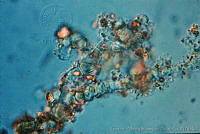 UNAMGAMZ-41 Hyella sp..jpg