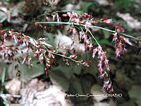 PCC006 Melinis repens.JPG
