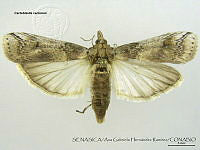 AGHR0086 Cactoblastis cactorum.jpg
