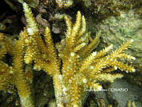 PMC0020 Acropora cervicornis.JPG