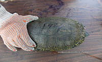 NE017 260 Dermatemys mawii.jpg