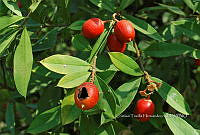 FN005 9 012 Rosa canina.jpg
