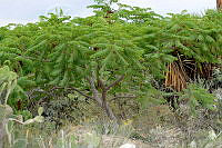 MDLLPG0036 Conzattia multiflora.jpg