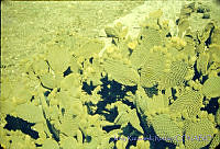 3201 Opuntia microdasys.jpg