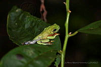 LAMH001 Agalychnis moreletii.jpg