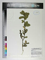 JAdNV0505 Quercus repanda.JPG