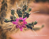 SM004 Cylindropuntia sp..jpg