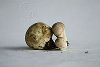 ZAPF 0726 Lycoperdon pyriforme.jpg