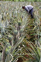 3R 00952 Ananas comosus.tif