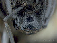 JAMR009 Bombus wilmattae.jpg