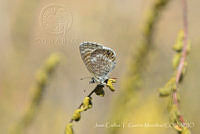 JCGM03263 Leptotes marina.jpg