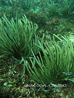 NE018 0080 Pterogorgia.jpg