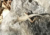 RCF0003 Anolis nebulosus.jpg