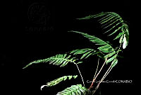 Zongo 0124 Blechnum appendiculatum .jpg