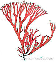 LDGR029 Gymnogongrus johnstonii.jpg