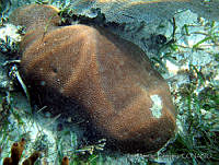 JDCB0208 Siderastrea siderea.jpg