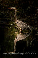 YMVR002 Ardea herodias.jpg