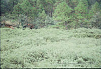 FGM2640 Pinus teocote.JPG