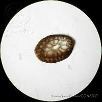 RYP0023 Pterosiphonia baileyi.jpg