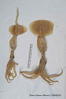 KT014 0071 Grimalditeuthis bonplandii.JPG