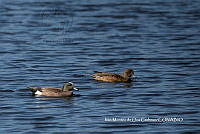 IMDOC3774 Mareca americana.jpg