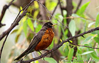 MGaves 2746 Turdus migratorius.jpg