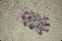 FGM2714 Mammillaria sp..JPG
