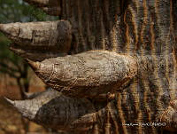 IRR 0194 Ceiba aesculifolia.jpg