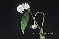 ME010 JA 00238 Melanthera nivea (L.) Small, 1903.JPG