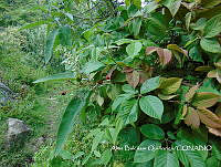 ZG007 0166 Opuntia ficus-indica Rubus ulimifolius.jpg