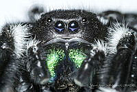 MASM08107 Phidippus audax.jpg