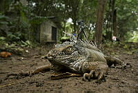 IMDOC2104 Iguana iguana.jpg