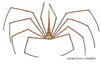 NE018 1253 stenorhynchus seticornis_V_Macho.jpg