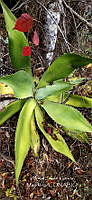 RG019 0114 Agave seemanniana.jpg