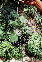 RLS0016 Sicydium tamnifolium.jpg