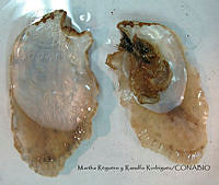 MRyRR188 Isognomon radiatus.jpg