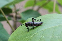 ZAPF0156 Acrididae.jpg