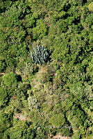 3R 00793 Bosque tropical caducifolio.jpg