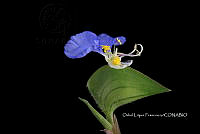 Zongo 2545 Commelina erecta.jpg