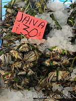 CGL2406 Callinectes sp..jpg