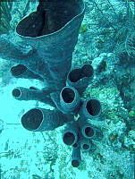 NE018 0620 Callyspongia (Cladochalina) vaginalis.jpg