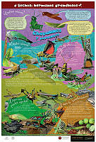 Chapulines Español.jpg