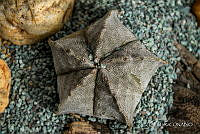 3R 01348 Astrophytum myriostigma.jpg