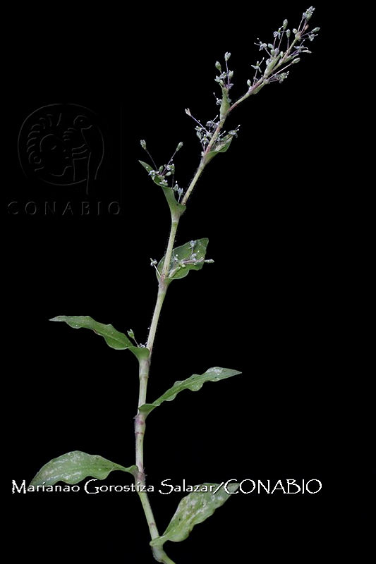 Zongo%203178%20Callisia%20monandra.jpg.nSiQ9on0MWGFlUVjQA3g0JtbmFja29CbnFuZ3NAbXJ6LGtwZwA.SLnf4cPkHh