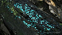 AG001 Chlorociboria aeruginascens.jpg