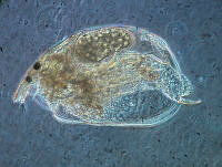 HE009 R 0169 Alona setulosa.jpg