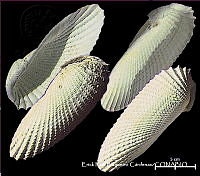 KT014 0489 Cyrtopleura costata.JPG