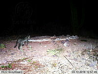 MAGB 0246 Leopardus pardalis.JPG