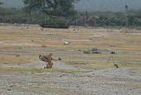 QE005 0094 Cynomys mexicanus.jpg